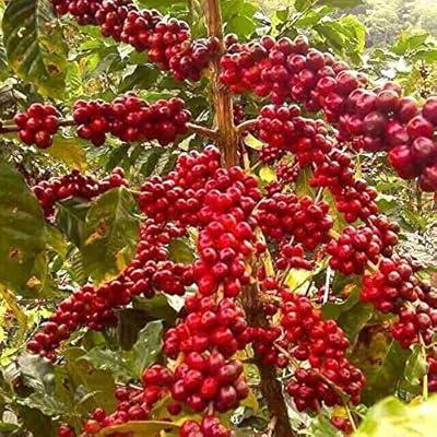 Volcan Azul Geisha Coffee, 2017